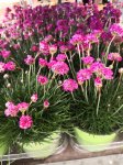 armeria vaso 14