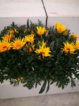 gazania vaso 14