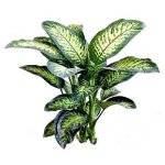 Dieffenbachia