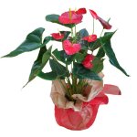 Anthurium