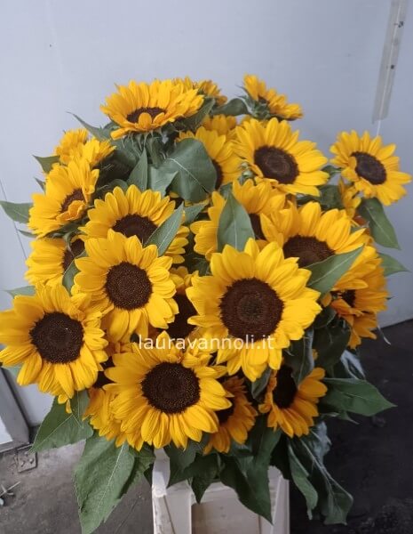 Girasoli gambo lungo per numero di steli