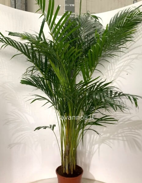 Areca vaso 28