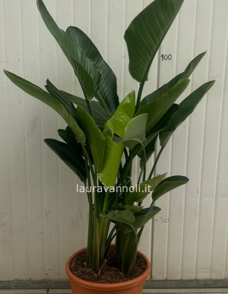 Strelitzia Nicolai