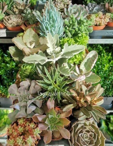 Piante grasse succulente locali