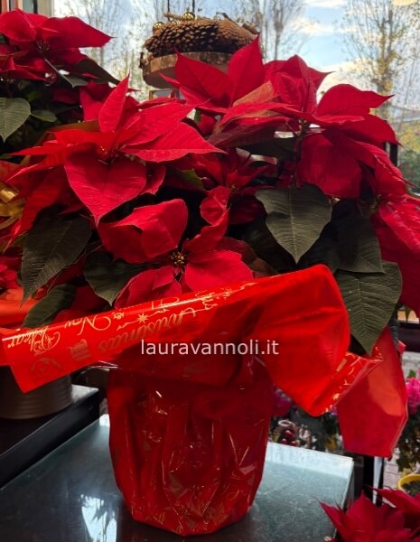 Pianta di Stella di Natale (Euphorbia pulcherrima)