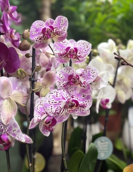 Orchidea Phalaenopsis confezionata con vaso